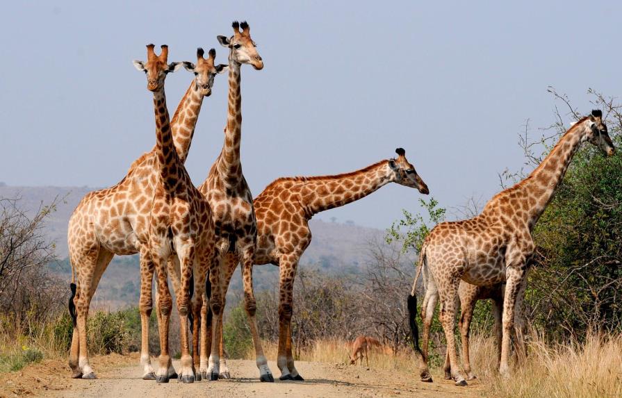 ¿Por qué las jirafas tienen esas características biológicas únicas?