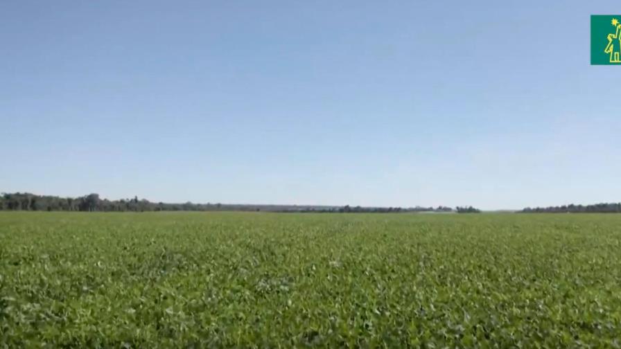 En Brasil la producción de soja está en pleno apogeo