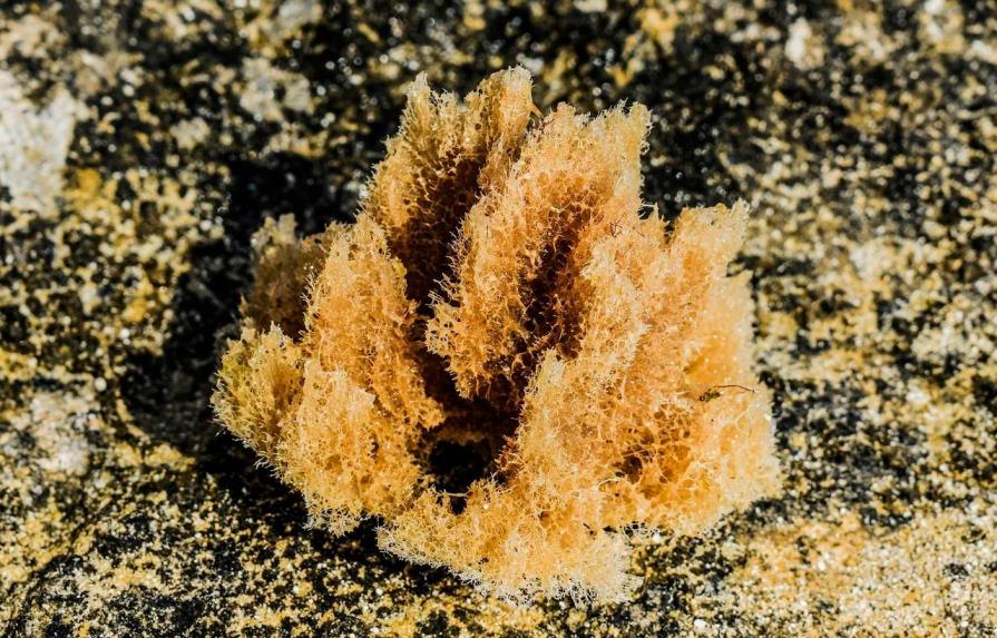 Las esponjas pudieron ser los primeros animales hace 890 millones de años