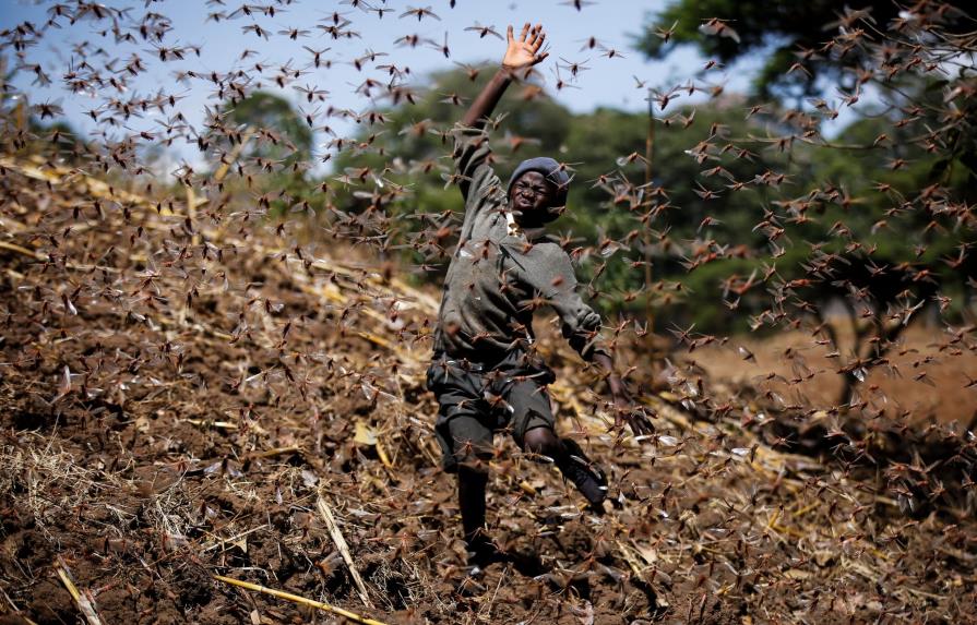 El clima da esperanzas a África ante la plaga de langostas