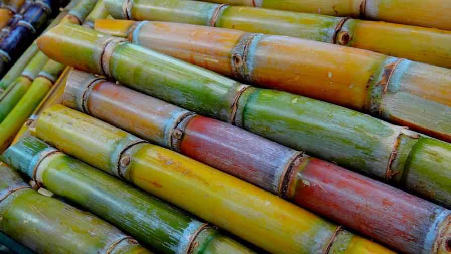 Exportación de azúcar y derivados cayó 10 % en República Dominicana en un año Exportación de azúcar y derivados cayó 10 % en República Dominicana en un año