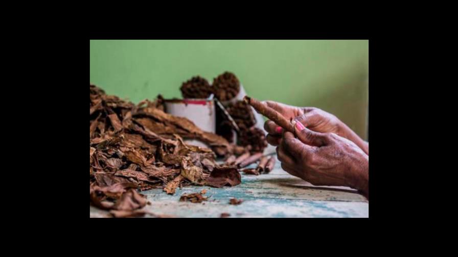 Roban 60 pacas de tabaco en empresa de Villa González