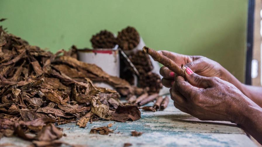 Sector tabaco genera más de 110,800 empleos en República Dominicana