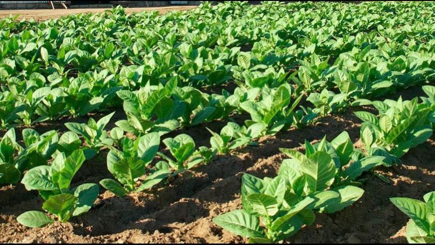 Exportaciones agropecuarias sobrepasan los US$2,322 millones durante el 2019 Exportaciones agropecuarias sobrepasan los US$2,322 millones durante el 2019