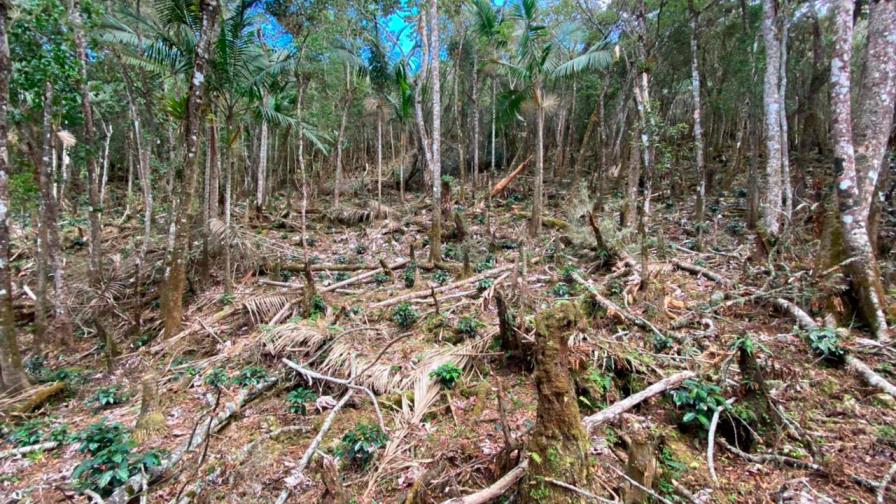 Medio Ambiente somete a exalcalde de Barahona por tala de árboles en área protegida