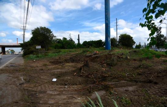 Ayuntamiento de Puñal corta decenas de árboles de caoba próximo a la autopista Duarte