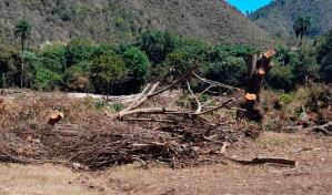 Hombre recibe permiso para 10 tareas y arrasa con árboles centenarios en 50 tareas en Azua