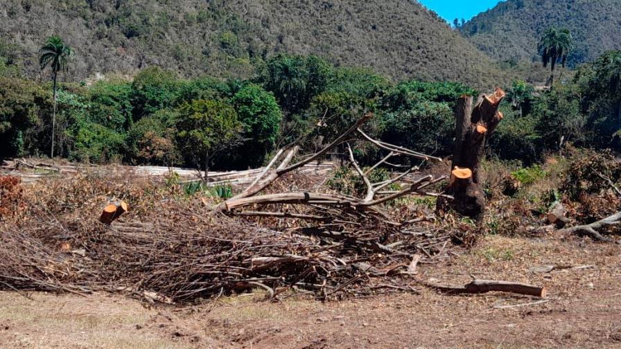 Hombre recibe permiso para 10 tareas y arrasa con árboles centenarios en 50 tareas en Azua
