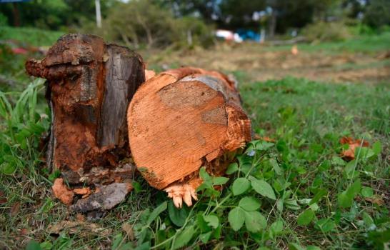 Ayuntamiento de Puñal corta decenas de árboles de caoba próximo a la autopista Duarte