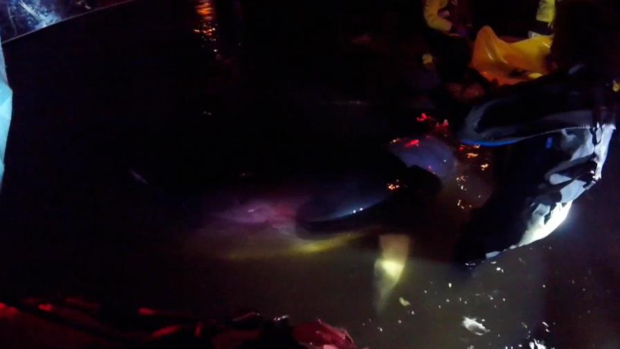 Sacrifican a la ballena varada en el río Támesis