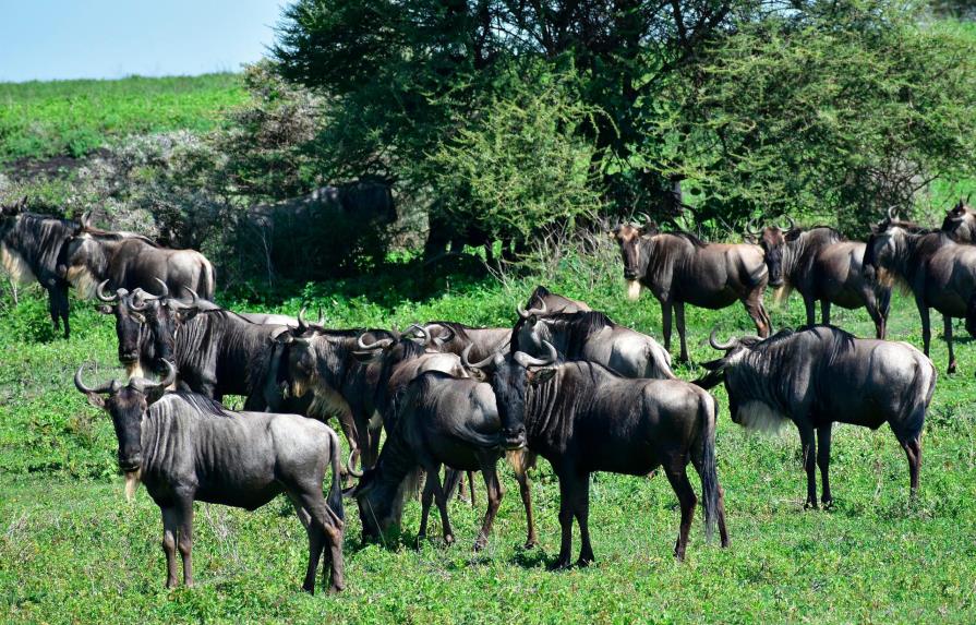 Mueren más de 300 ñus en un solo día mientras cruzaban el río Mara en Kenia
