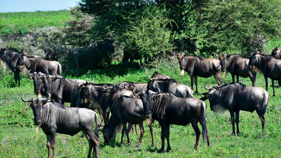 Mueren más de 300 ñus en un solo día mientras cruzaban el río Mara en Kenia
