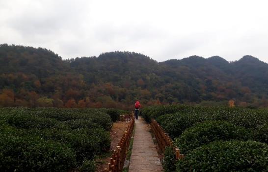 Hangzhou, el “paraíso en la tierra” que produce el mejor té verde de China