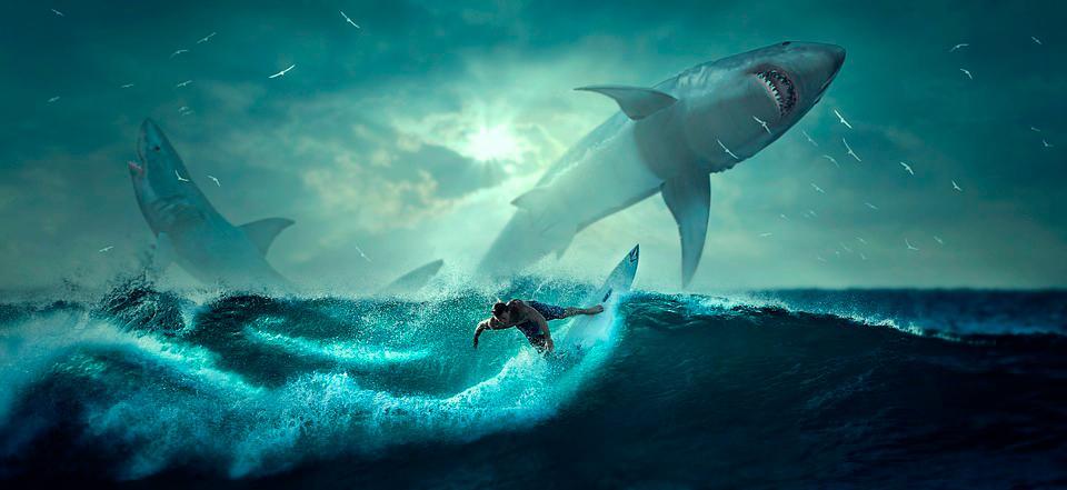 Tiburón muerde a surfista en Florida tras caer sobre él