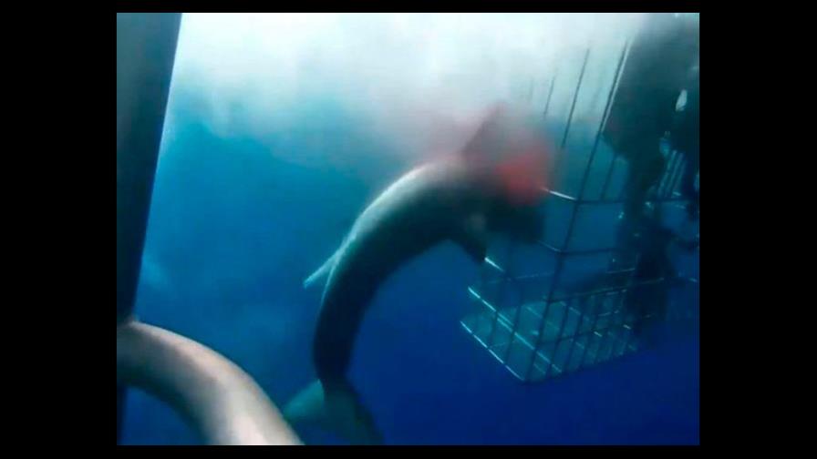 VIDEO | Un tiburón blanco murió desangrado en una jaula de turistas en Isla Guadalupe