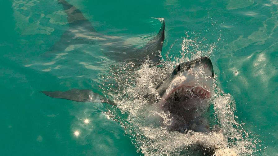 Tiburón muerde a una niña de 10 años en una playa de Florida