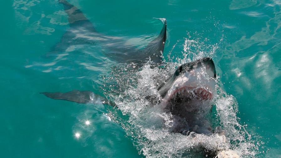 Detectan un enorme tiburón blanco en el Golfo de México Detectan un enorme tiburón blanco en el Golfo de México