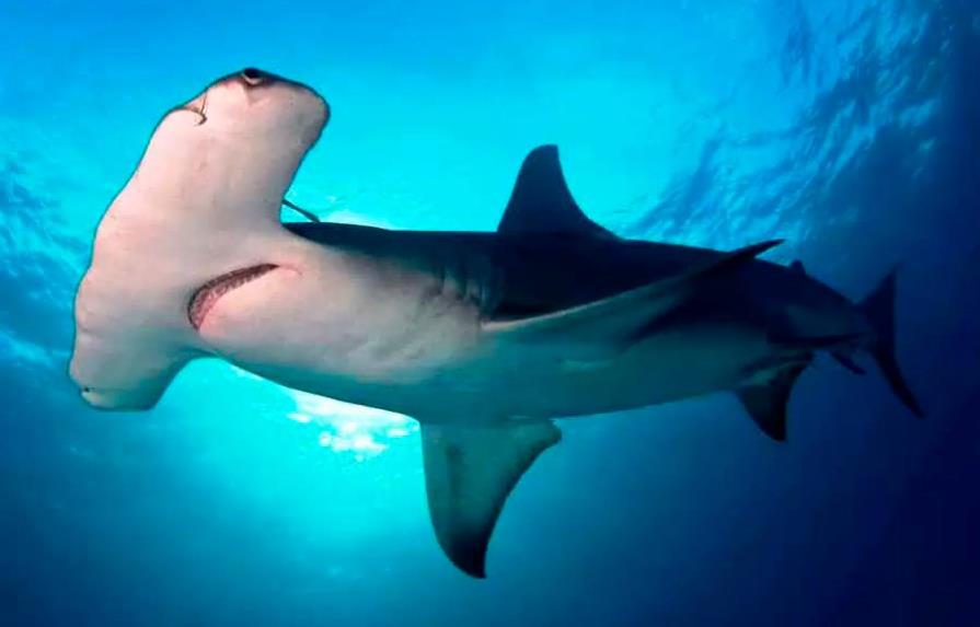 La travesía de un tiburón martillo: de Galápagos a Cocos a 50 km por día