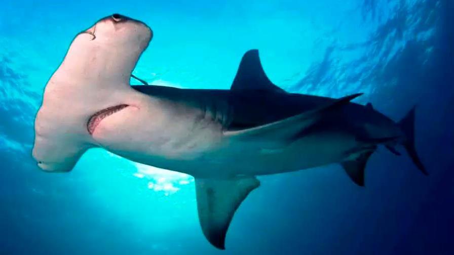 La travesía de un tiburón martillo: de Galápagos a Cocos a 50 km por día