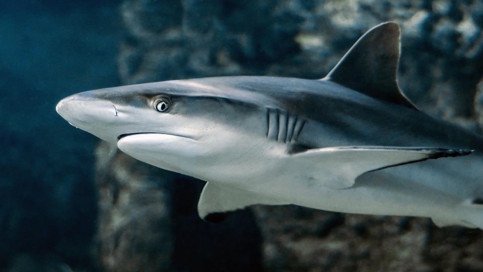 Un hombre es atacado por un tiburón en Bahamas
