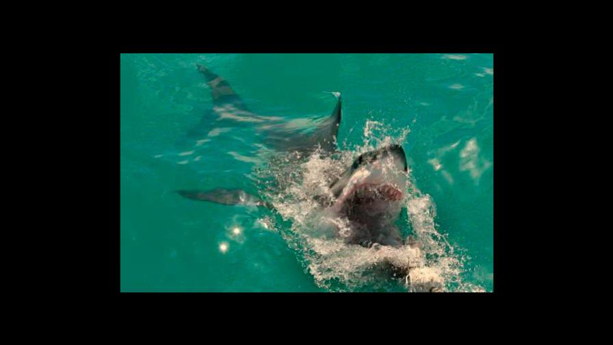 Tercer ataque de tiburón en una playa de Florida en 72 horas 