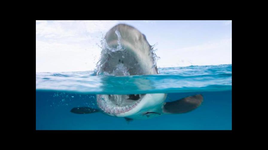 Un hombre muerto hace 3,000 años, la primera víctima conocida de un tiburón Un hombre muerto hace 3,000 años, la primera víctima conocida de un tiburón