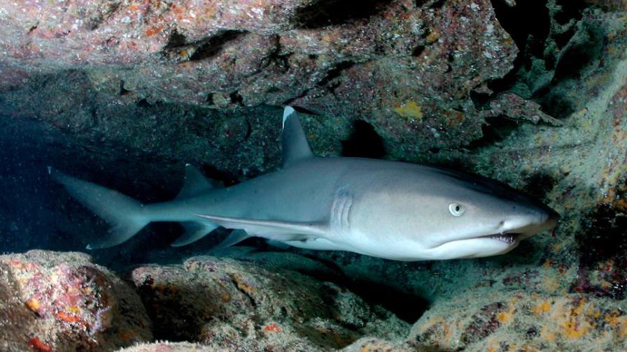 Tiburón muerde a chico canadiense en playa