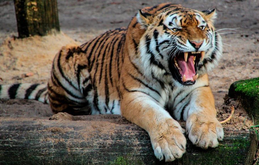 Una cuidadora del zoológico de Zúrich herida de muerte por un tigre