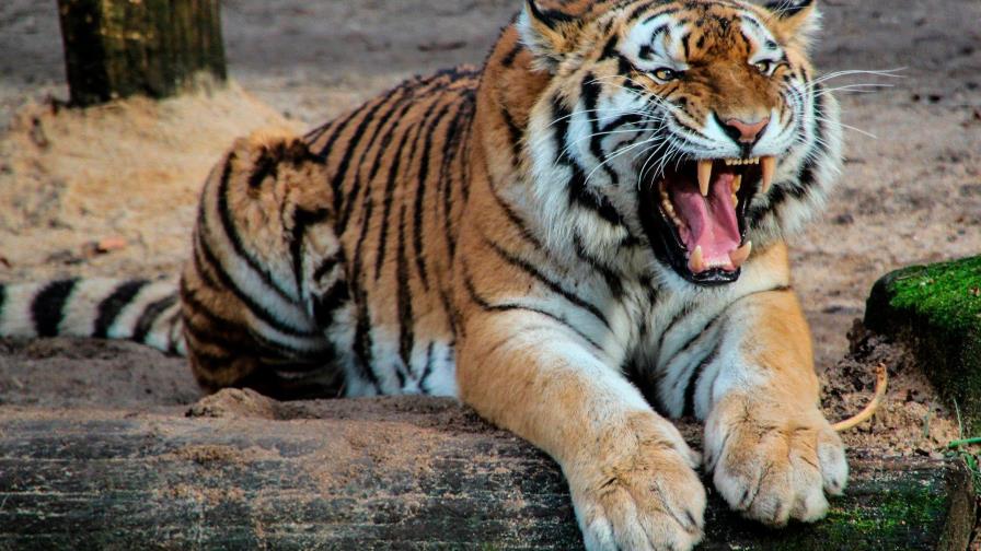 Una cuidadora del zoológico de Zúrich herida de muerte por un tigre