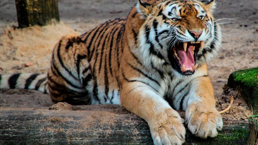 Una cuidadora de un zoológico muere en Chile por el ataque de un tigre