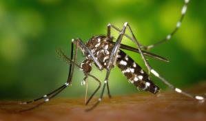 ¿Pueden los mosquitos propagar el coronavirus?
