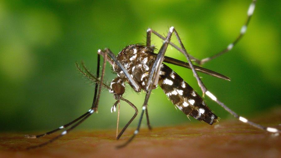 ¿Pueden los mosquitos propagar el coronavirus?