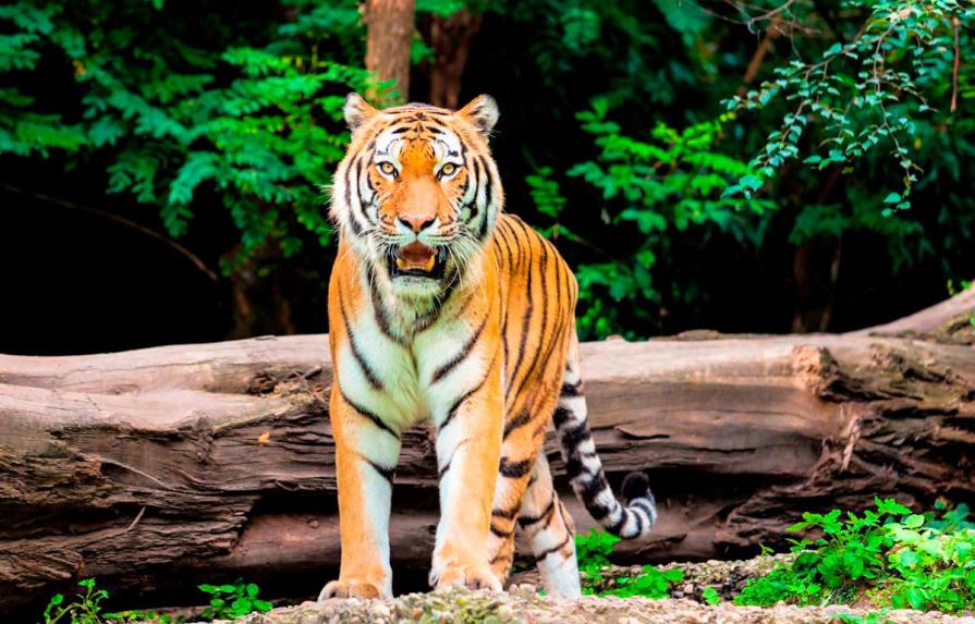 Capturan en EE.UU. a un tigre de Bengala que deambulaba por un barrio