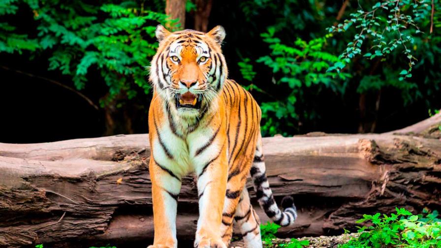Capturan en EE.UU. a un tigre de Bengala que deambulaba por un barrio