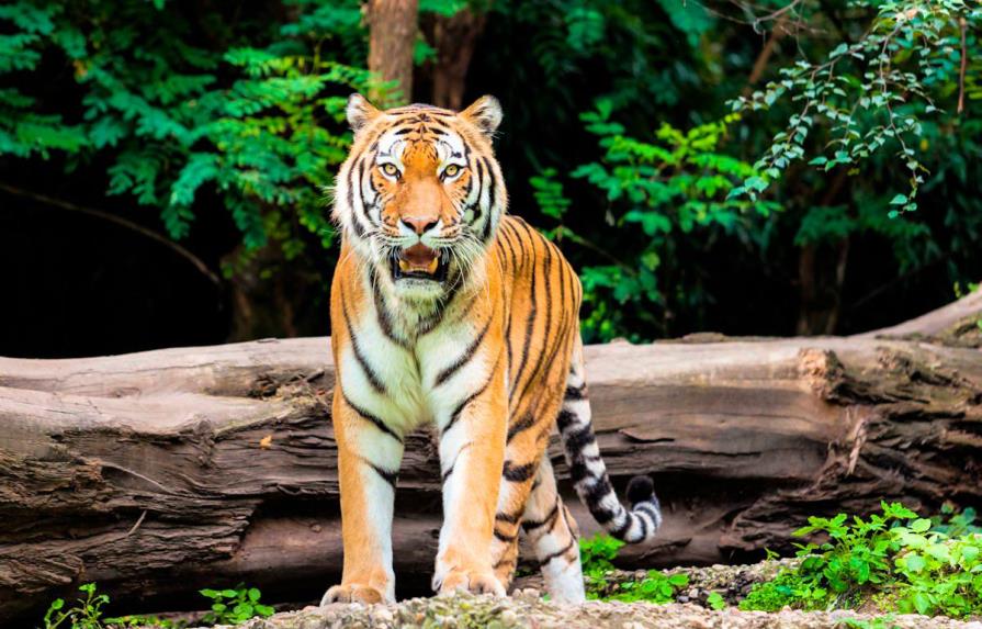 Se busca tigre de Bengala que ronda por vecindario de Texas