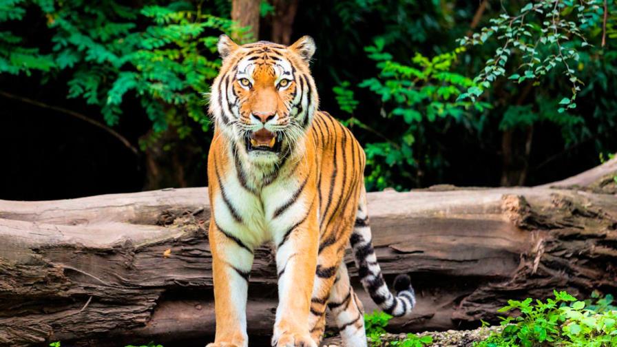 Se busca tigre de Bengala que ronda por vecindario de Texas