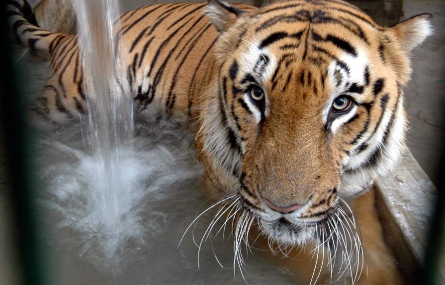 La población de tigres en India sube a casi 3.000