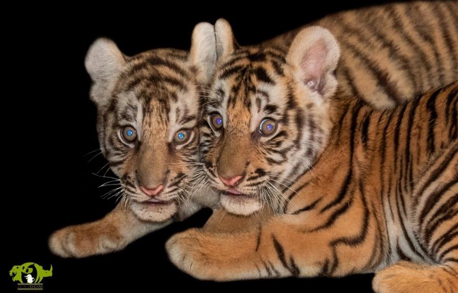 Las primeras fotos de los nuevos tigres dominicanos  