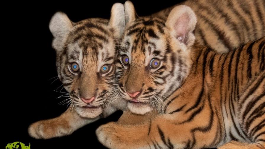 Las primeras fotos de los nuevos tigres dominicanos Las primeras fotos de los nuevos tigres dominicanos