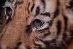 Nace tigre en el Zoológico Nacional y buscan nombre para él 