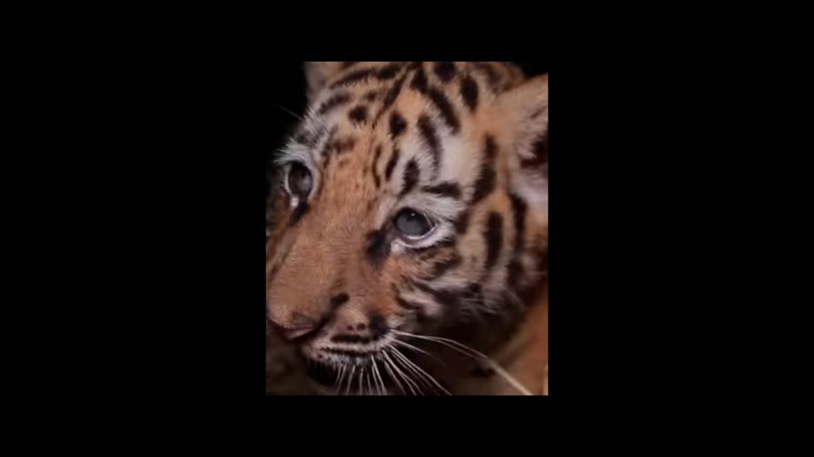 Nace tigre en el Zoológico Nacional y buscan nombre para él 