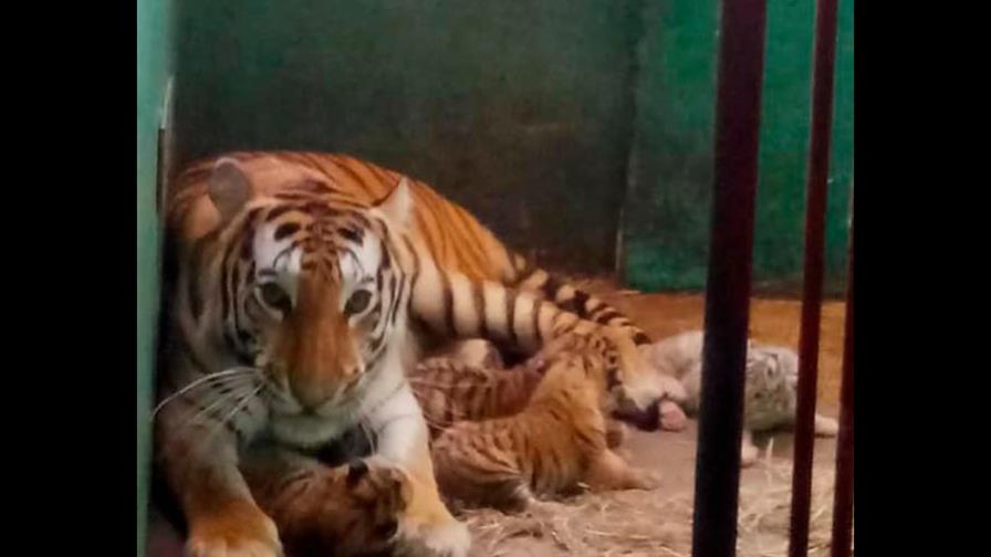 Nacen cuatro tigres de bengala en el Zoológico Nacional de Cuba