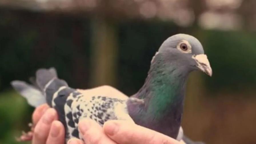 La paloma mensajera más costosa: 1,25 millones de euros