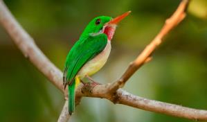Llega el “Global Big Day” de las aves... pero desde casa
El “Global Big Day” de las aves... pero desde casa