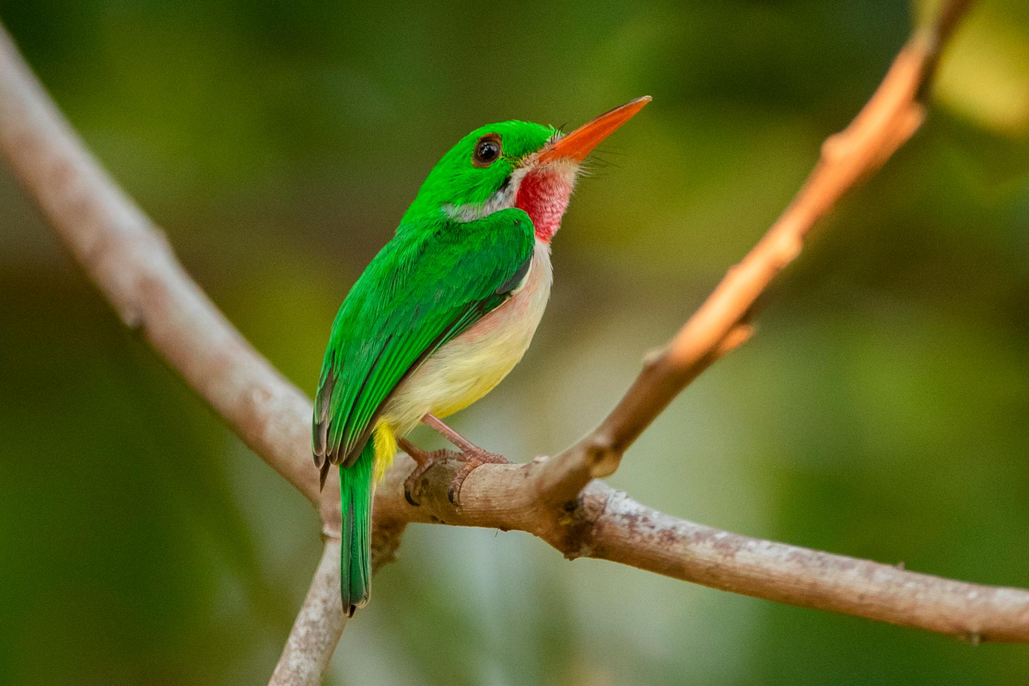 Barrancolí, Todus subulatus, en Santo Domingo.