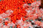 Productores de conservas del agro celebrarán gran zafra de tomate industrial
