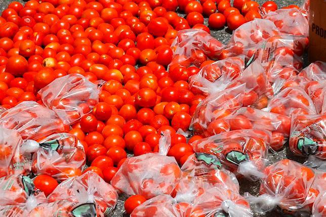 Productores de conservas del agro celebrarán gran zafra de tomate industrial