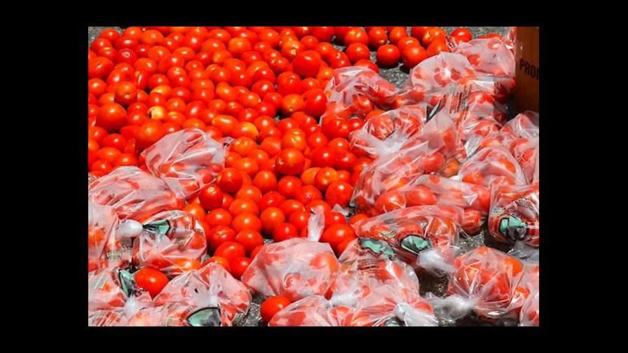 Productores de conservas del agro celebrarán gran zafra de tomate industrial