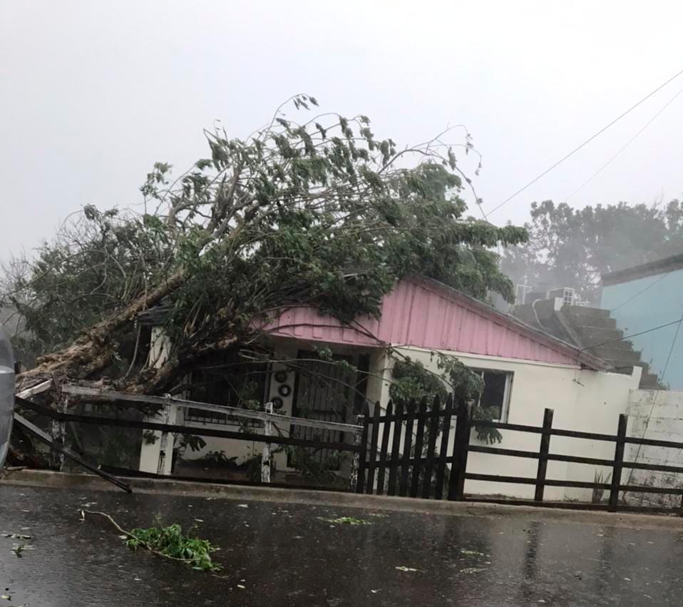 Un árbol cayó sobre esta vivienda en Sabaneta, Santiago Rodríguez. Fuente externa