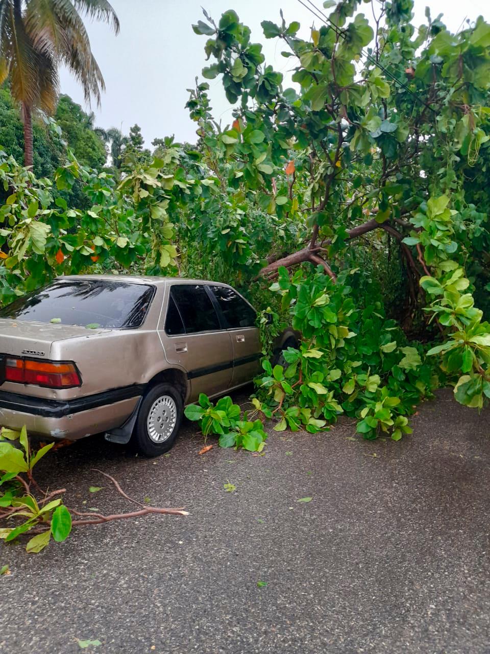 Un árbol cayó sobre este carro, a causa de los fuertes vientos este sábado en Sabaneta, Santiago Rodríguez. Fuente externa